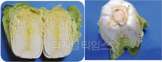 농관원은 "중국산 배추는 속잎이 다"고 설명했다. 중국산 배추의 단면과 뿌리 부분 모습. 국립농산물품질관리원.